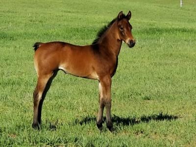 Venezuela Reed JW <BR> AQHA 5879325